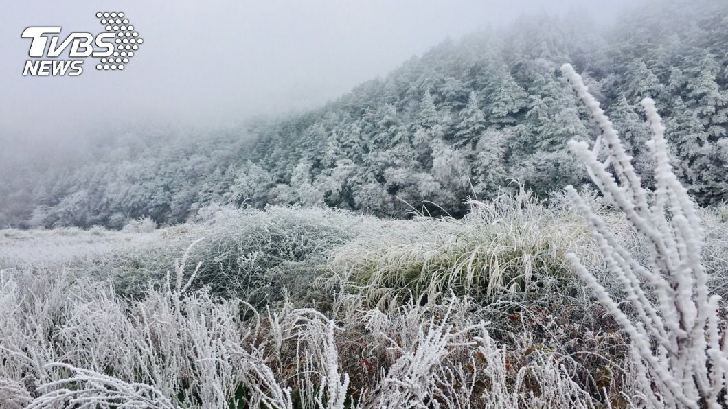 寒流急凍全台!台中和平山區霧淞覆蓋 雪白美景好浪漫
