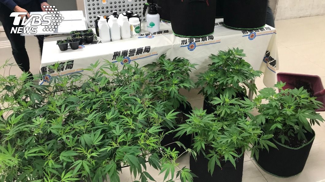 男網路自學栽種18株大麻遭逮 刑事局訊後送辦