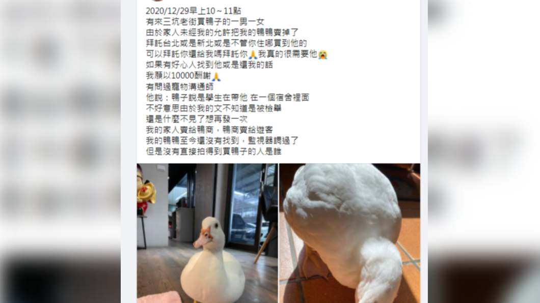  女子願付萬元酬謝金，只希望寵物鴨「檸檬」順利回家。（圖／翻攝自臉書社團「爆廢公社公開版」）