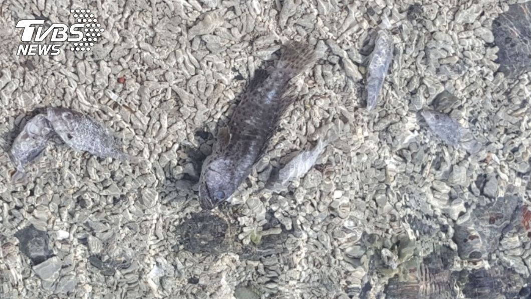 大型冰箱?澎湖寒害凍死魚再現 箱網養殖也遭殃