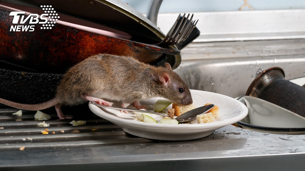老鼠攜帶的病毒不容小覷。（示意圖／shutterstock達志影像）