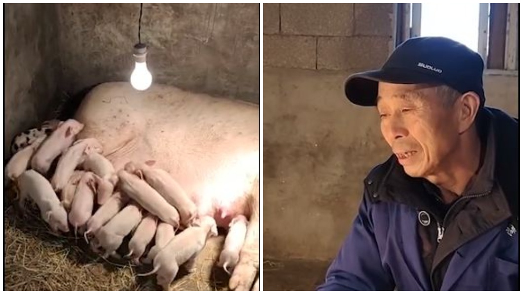 母豬誕下18隻小豬仔 主人陪產3天3夜曝背後真相