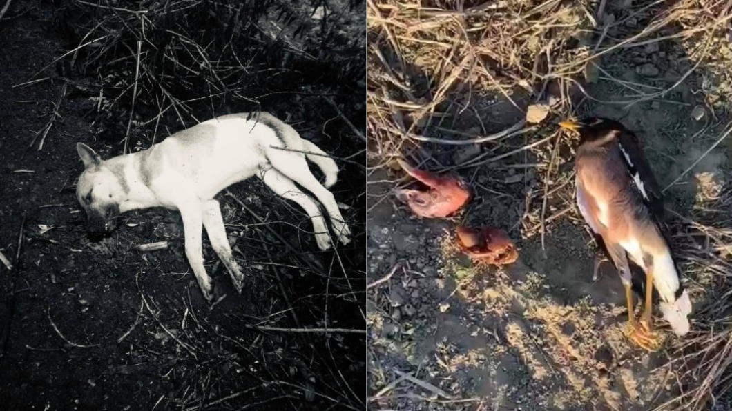 惡意毒殺!新竹愛媽見3餵養浪犬慘死 心碎開車撞飛凶手