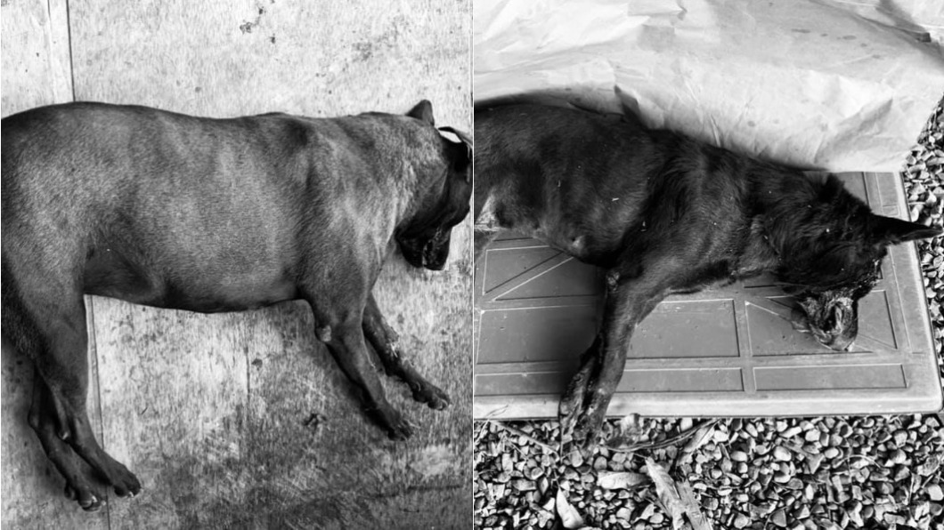 浪犬遭惡意毒殺,愛媽一氣之下衝撞凶手。(圖/翻攝自臉書/新竹市浪愛傳遞貓狗TNVR協會)