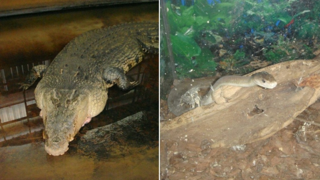 園內動物全轉送動物園、屏科大等單位。(圖/翻攝自臉書粉專/世界蛇王教育農場)