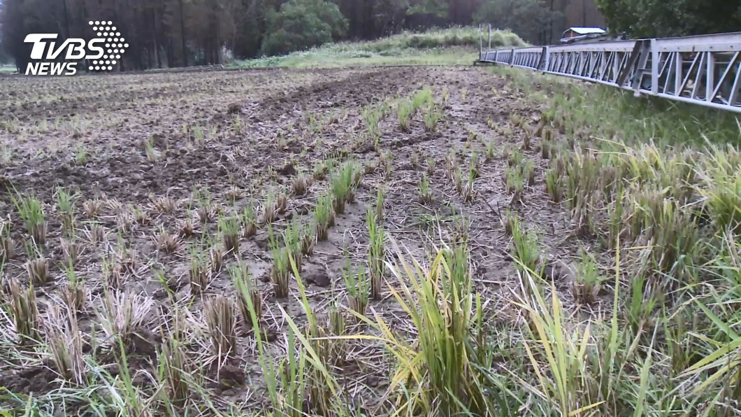 糯米橋岩層「心形圖案」露出水面 遊客搶拍
