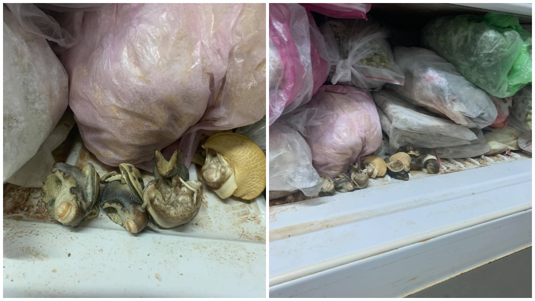 冰箱冷凍庫內竟然出現4隻活的小蝸牛。(圖/翻攝自爆廢公社二館)