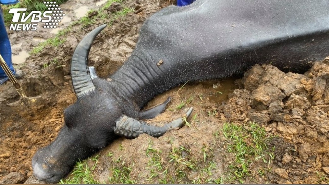 擎天崗水牛死於營養不良惹議 獸醫:草地長不出嫩芽