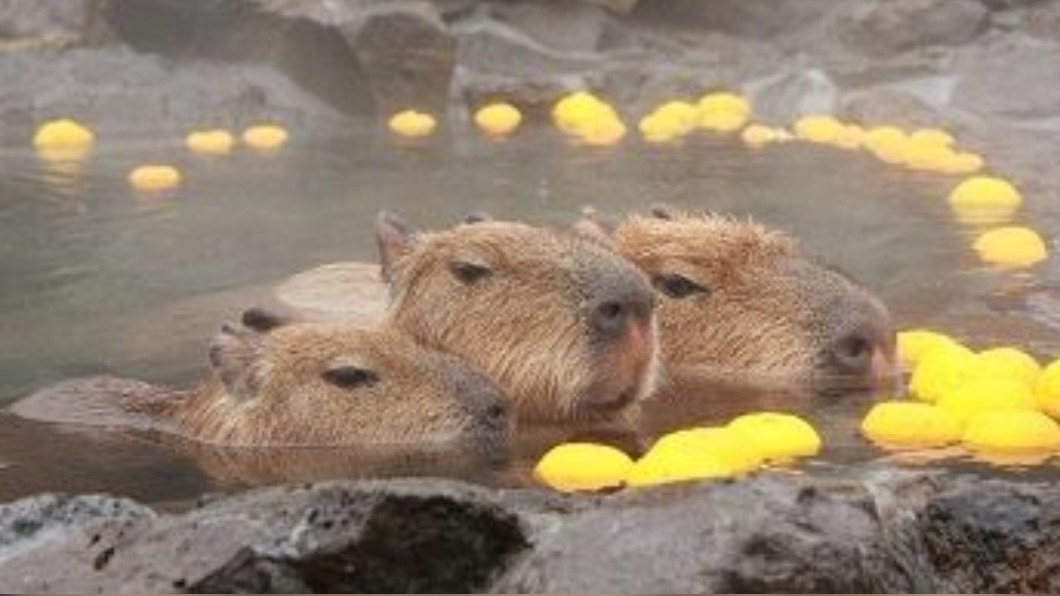 日5家動物園辦泡湯賽 1歲水豚泡104分鐘奪冠