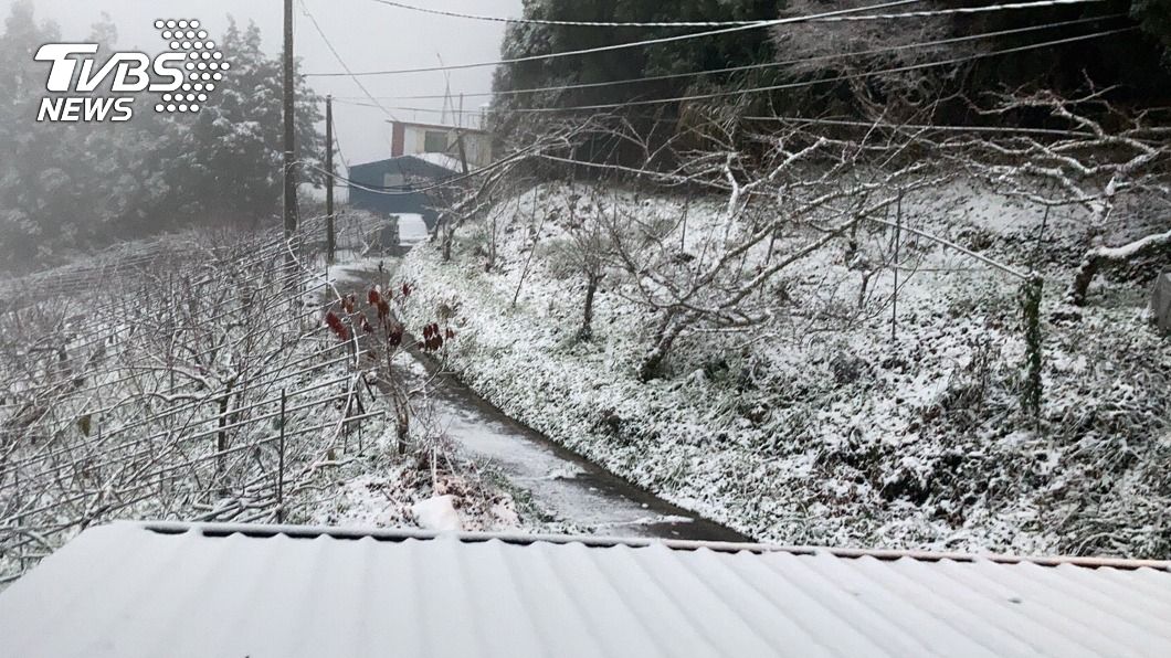 桃園拉拉山降雪成銀白世界 巨木區可步行賞雪