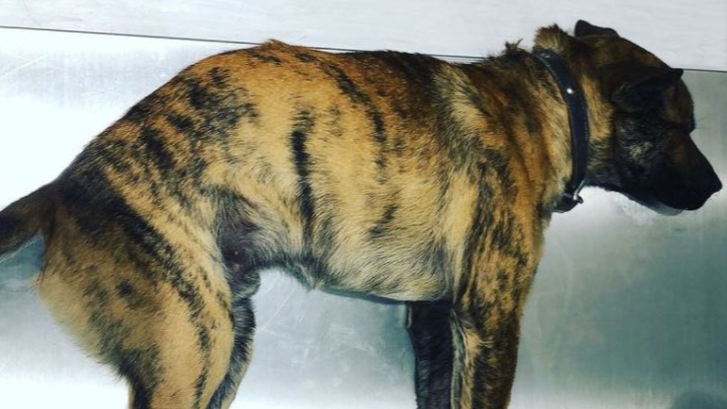 救車禍重傷犬就醫遭酸 曹格暴怒飆粗口