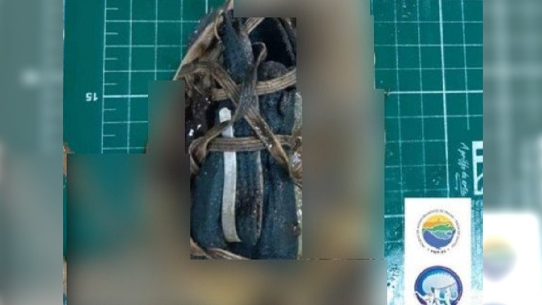 胃袋中的口罩纏繞成一團。(圖/翻攝自Instituto Argonauta Ubatuba IG)