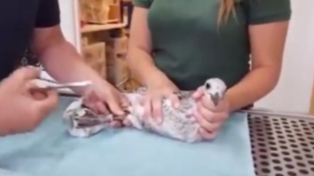 海鷗的腳被廢棄口罩纏住。(圖/翻攝自RSPCA_official推特)
