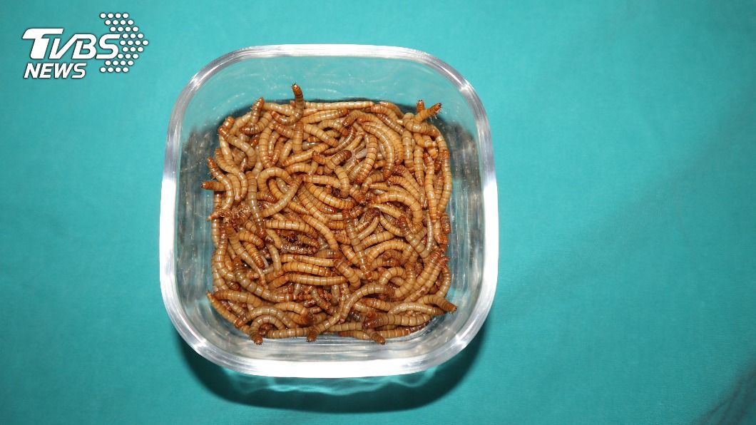歐洲食用昆蟲首開綠燈 食安局評估黃粉蟲可吃