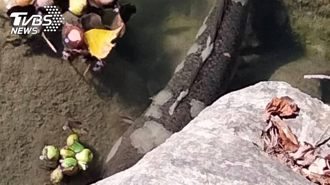 (圖/中央社)