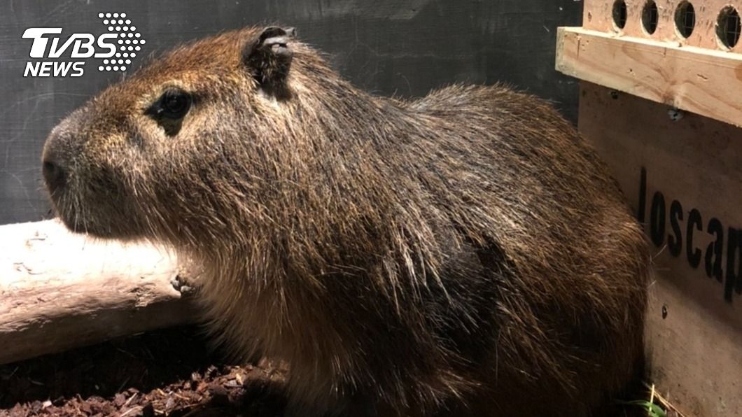 新竹動物園迎接新成員 可愛水豚進住昆蟲館