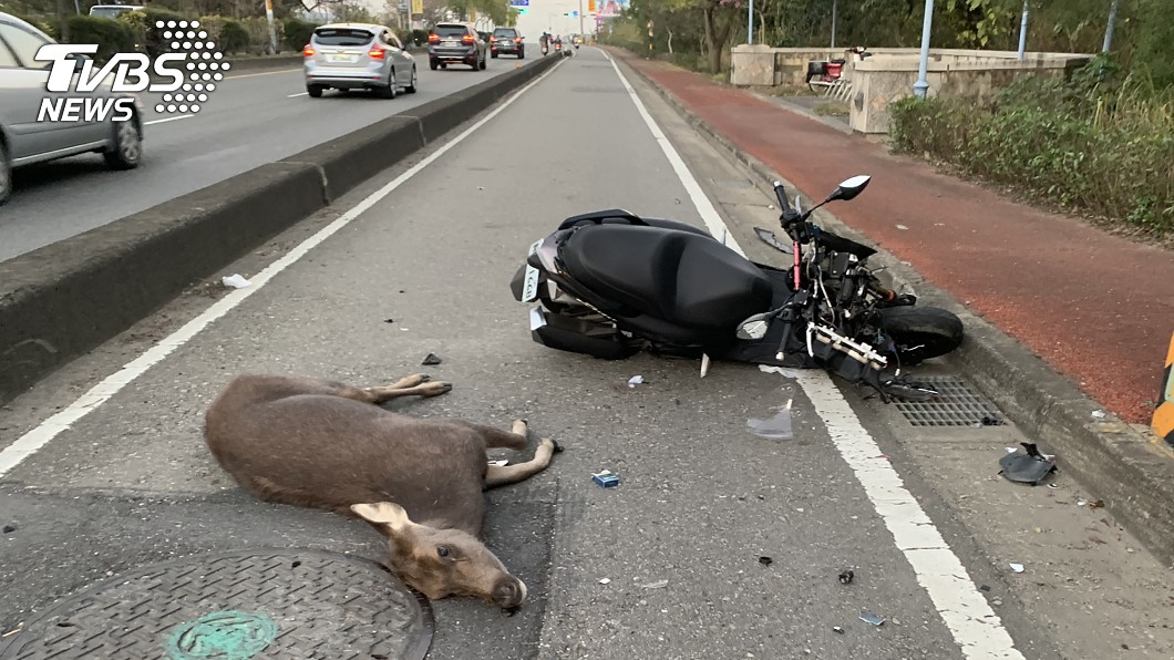 野鹿暴衝遭「3車連環撞」亡　網揪凶：鹿死誰手？　