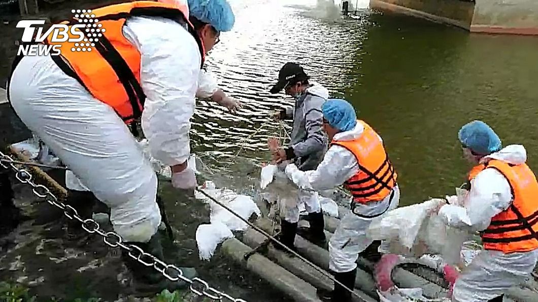 中正大學黑天鵝成絕響 染禽流感全面撲殺