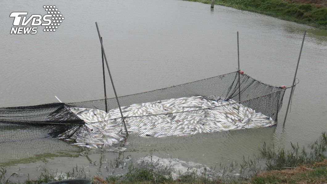 彰化虱目魚被寒流凍死　災損金額達428萬元
