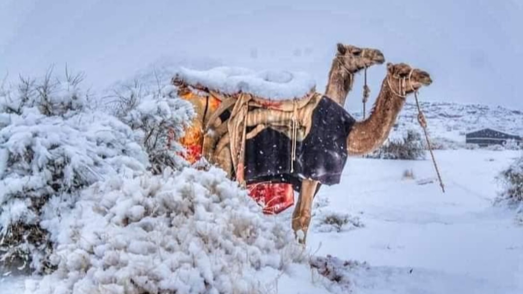 奇景!駱駝披白紗 -3℃白雪籠罩撒哈拉沙漠