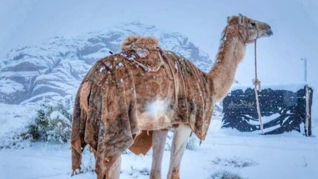塔布克地區氣溫降至零下3℃,沙漠飄起了皓皓白雪。(圖/翻攝自「People Of Saudi Arabia」臉書)