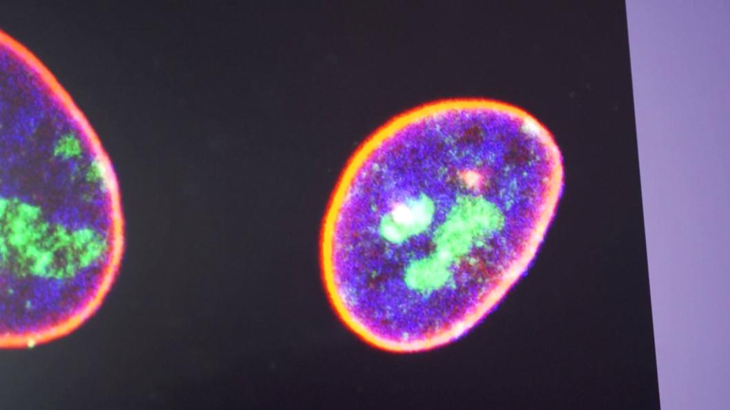 陸科學家最新研究 "新基因療法"可抗衰老