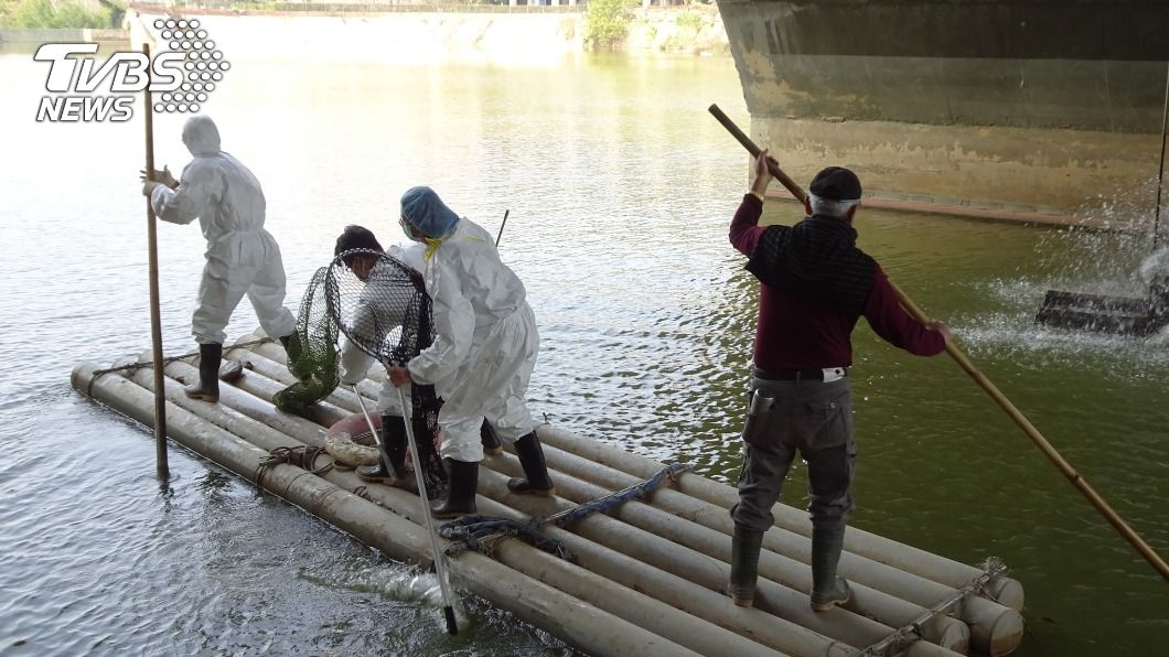 中正大學寧靜湖禽類染禽流感 共撲殺鵝鴨41隻