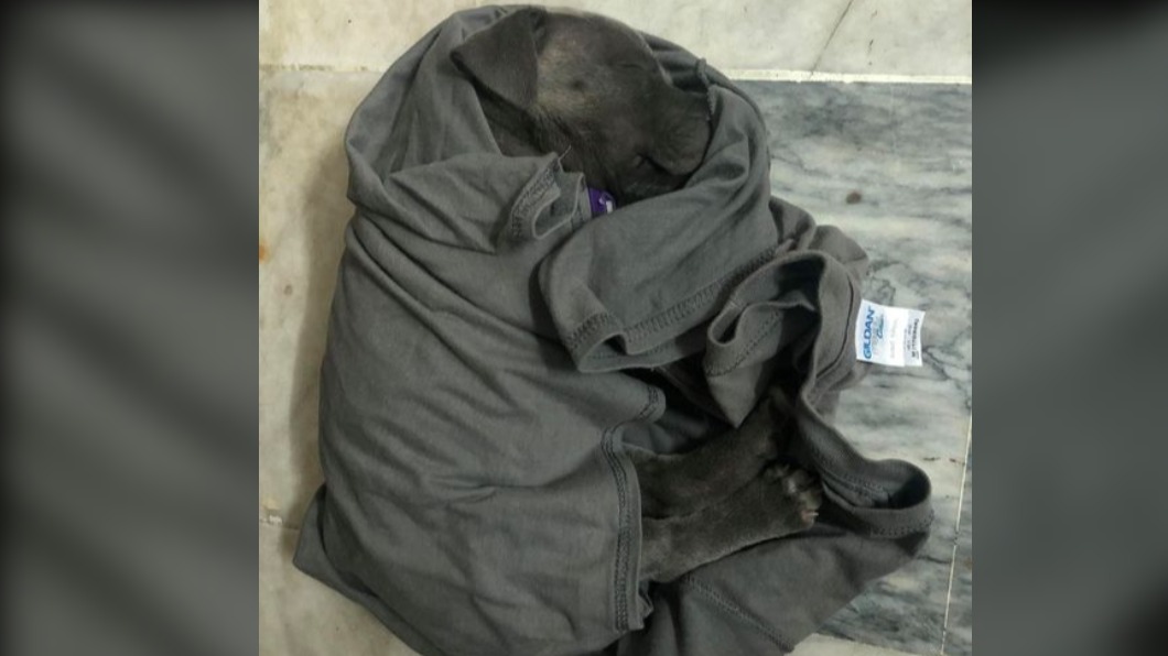 愛犬失蹤她急哭　下秒見狀笑翻：根本超強「隱身術」