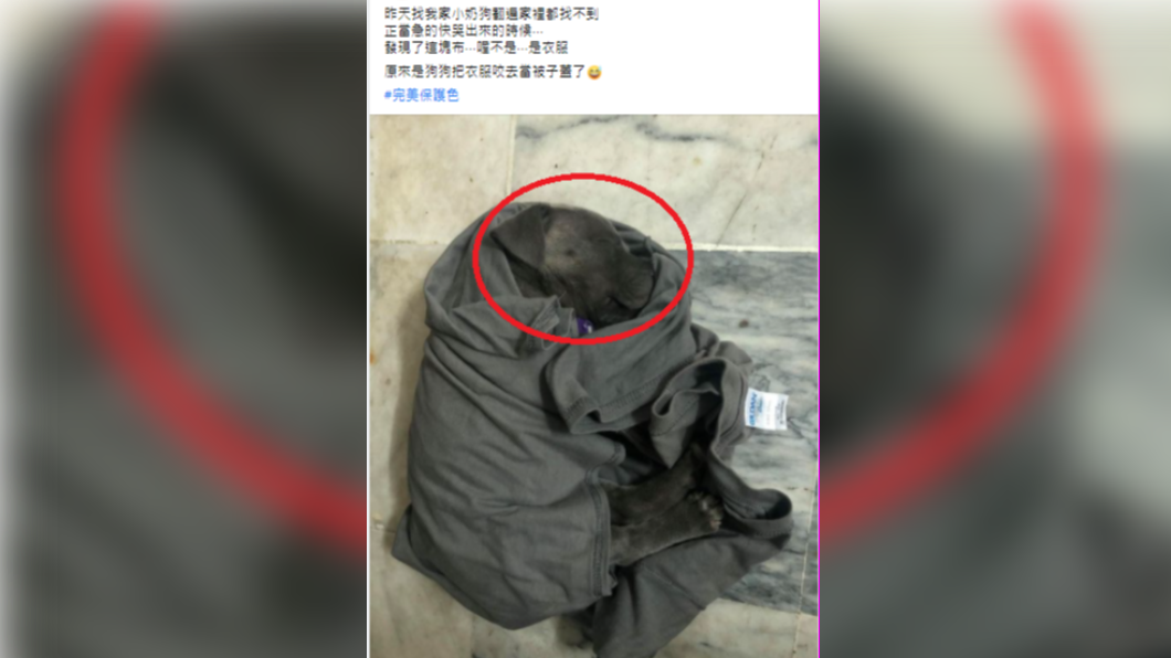 網友分享狗狗隱身的逗趣景象。(圖/翻攝自爆廢公社二館臉書)