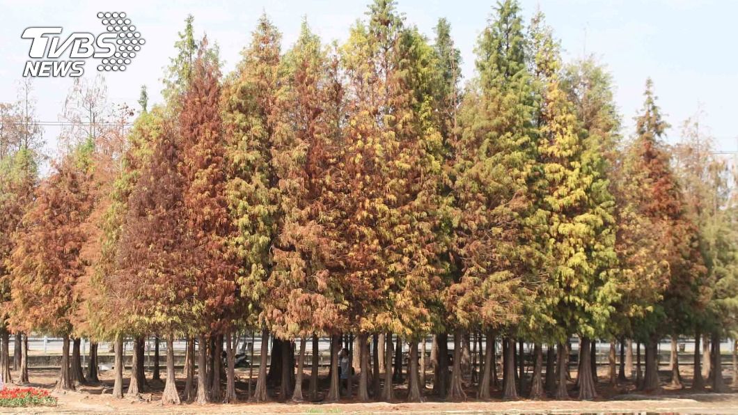 落羽松賞紅季30日登場 黃偉哲:戶外賞景很健康