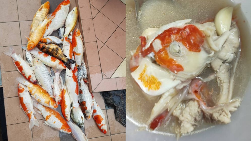 寵物魚暴斃 她嘆「丟掉浪費」煮成湯吃掉