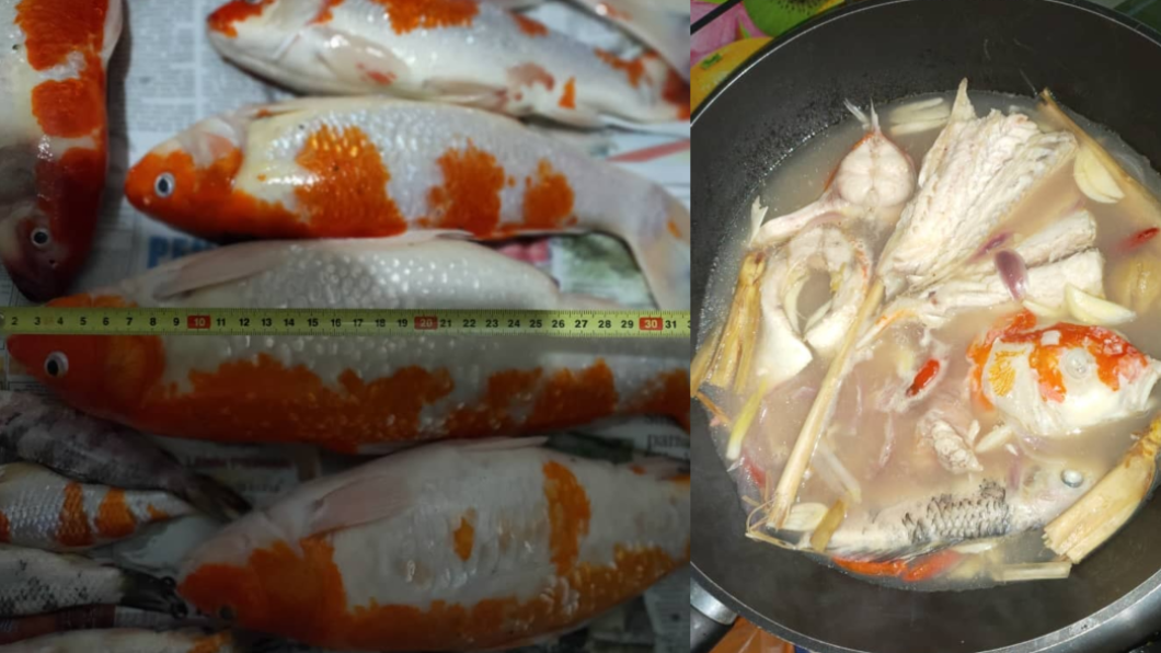 大批寵物錦鯉暴斃,被女主人煮成魚湯吃掉。(合成圖/翻攝自Amanda Omeychua臉書)
