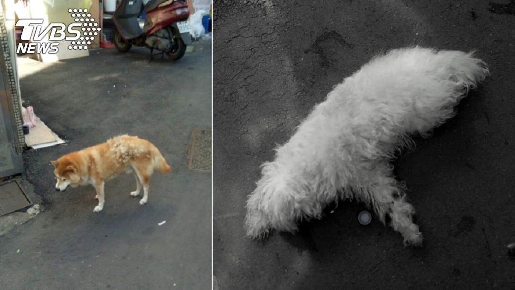 無辜犬遭「3樓摔出」慘死 新北男被逮下場出爐