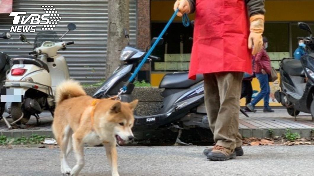 柴犬經照顧後已逐漸信任人類,將開放認養為校園犬。(圖/新北市動保處提供)