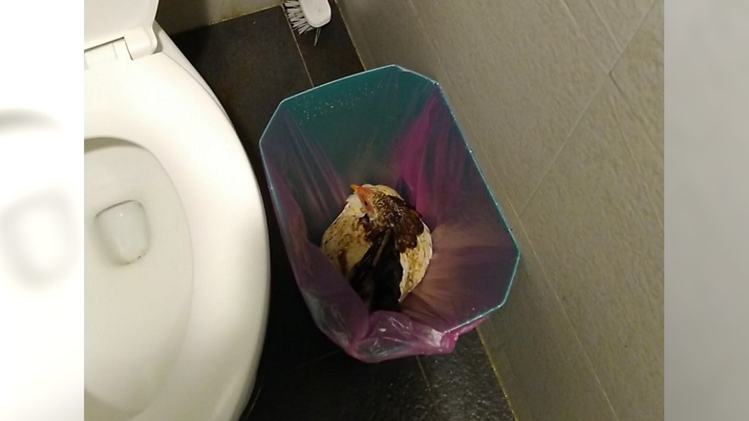 母雞在垃圾桶中安穩地孵蛋。(圖/翻攝自新·路上觀察學院)