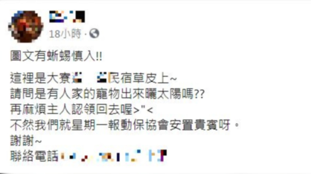 民眾發現綠鬣蜥現蹤小琉球。(圖/翻攝自臉書社團「小琉球聯盟」)