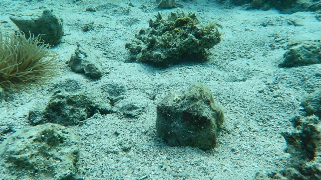 圖/海洋星球潛水提供