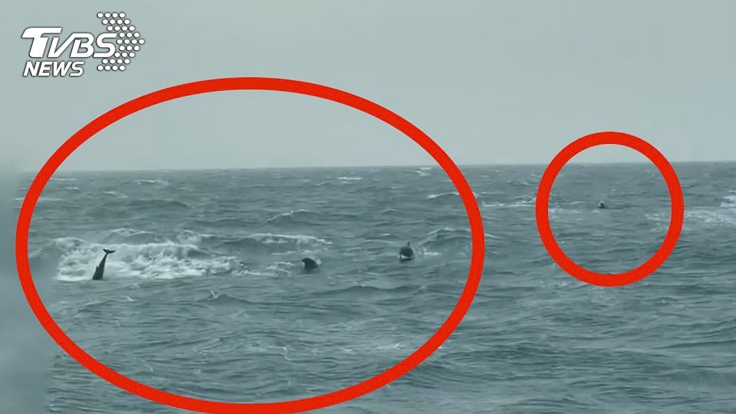 海豚家族現蹤苗栗 40多隻追逐巡防艇嬉戲