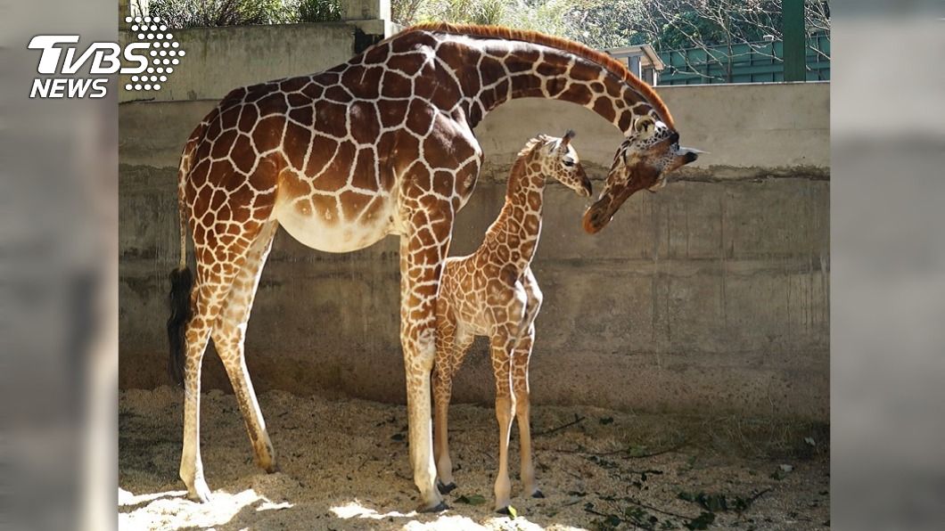 北市動物園長頸鹿寶寶取名麥芽 未滿月體重破百