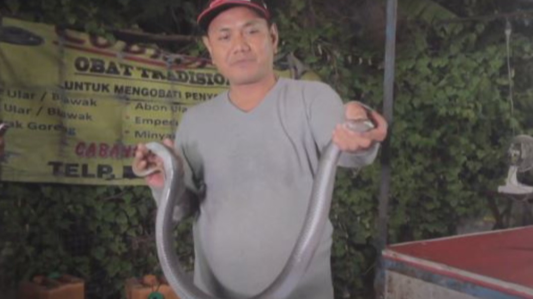 印尼蛇王專賣眼鏡蛇 疫情前靠遊客賺翻