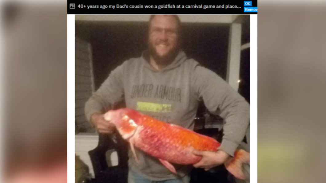 網友分享家中的巨無霸金魚。（圖／翻攝自Reddit網站）