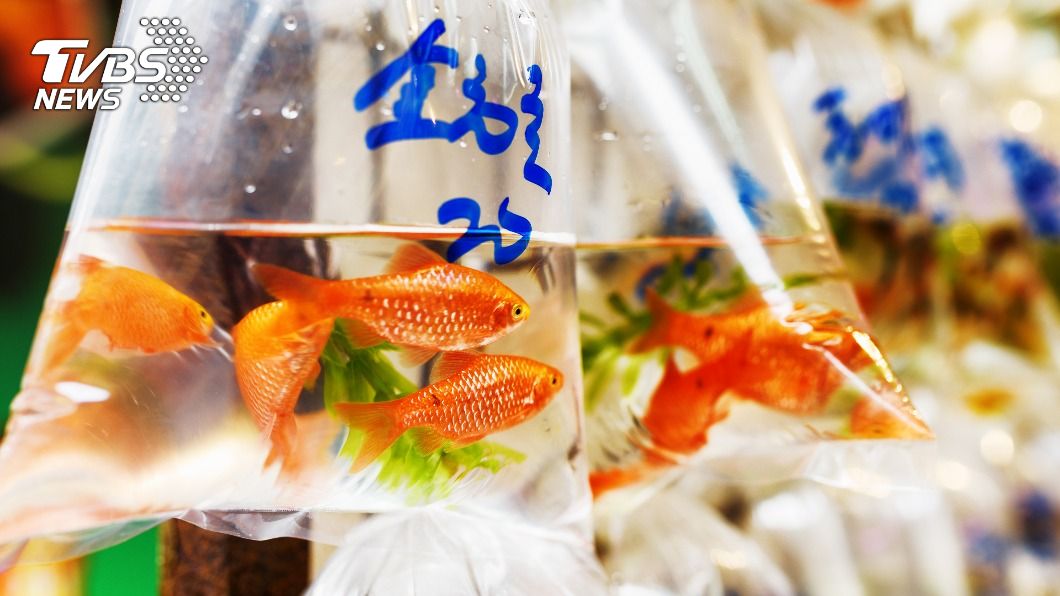 該名網友的叔叔40年前從園遊會上撈得金魚。（示意圖／shutterstock達志影像）