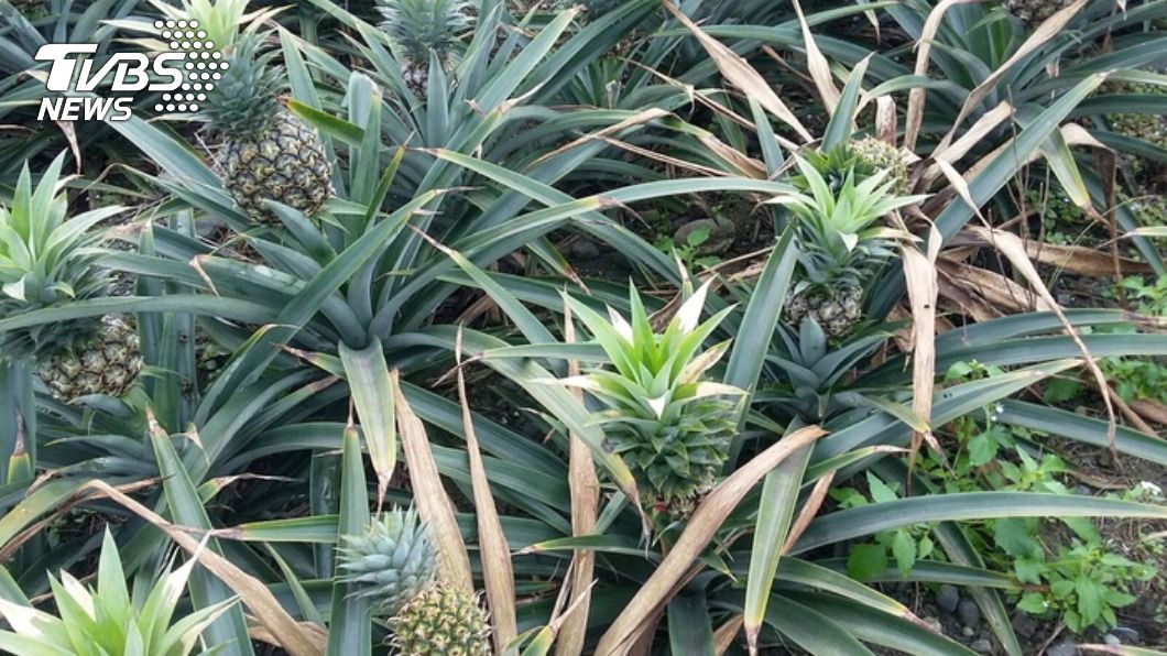 寒流重創！花蓮鳳梨花、水稻遭凍傷　中央核定現金救助