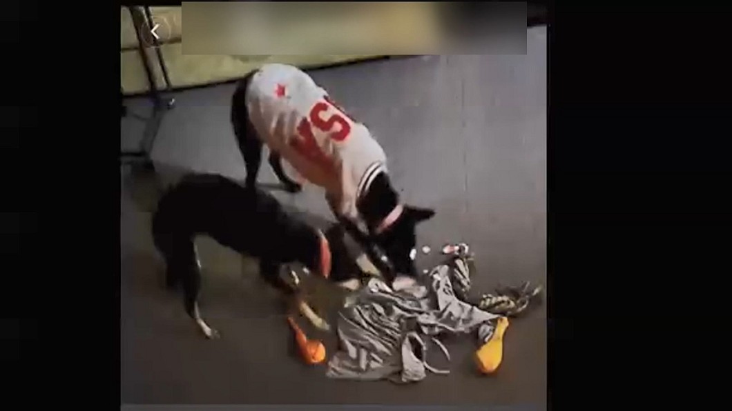 圖/畫面翻攝黑犬軍團
