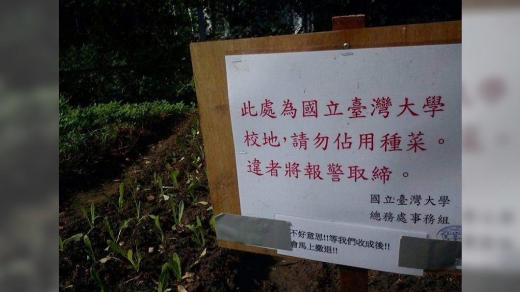 台大角落「偷種菜」遭警告 民眾懇求:等我收成