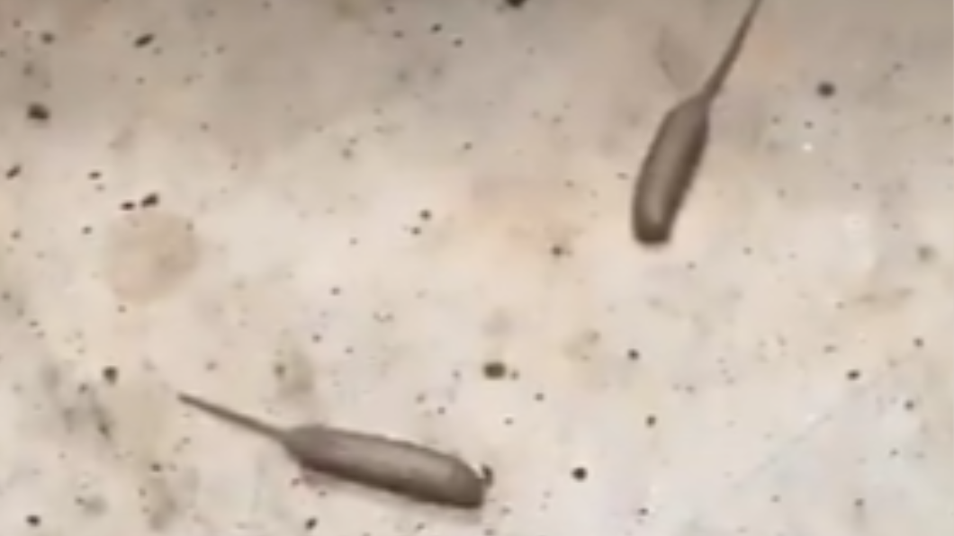 家中驚見長尾巴「半蛆半鼠」 泰男嚇:是外星生物!