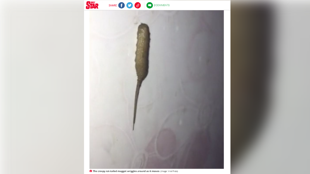 男子在家驚見怪異物種。(圖/翻攝自每日星報)