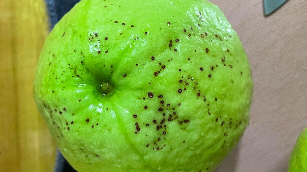 芭樂冒「黑斑」疑染黴菌 水果商揭密:最甜最好吃