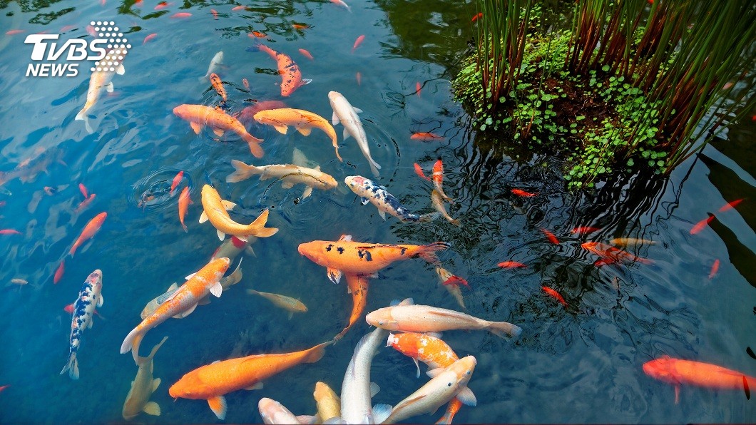 沒想到女方家長給出的嫁妝竟是2條鯉魚。（示意圖／shutterstock 達志影像）