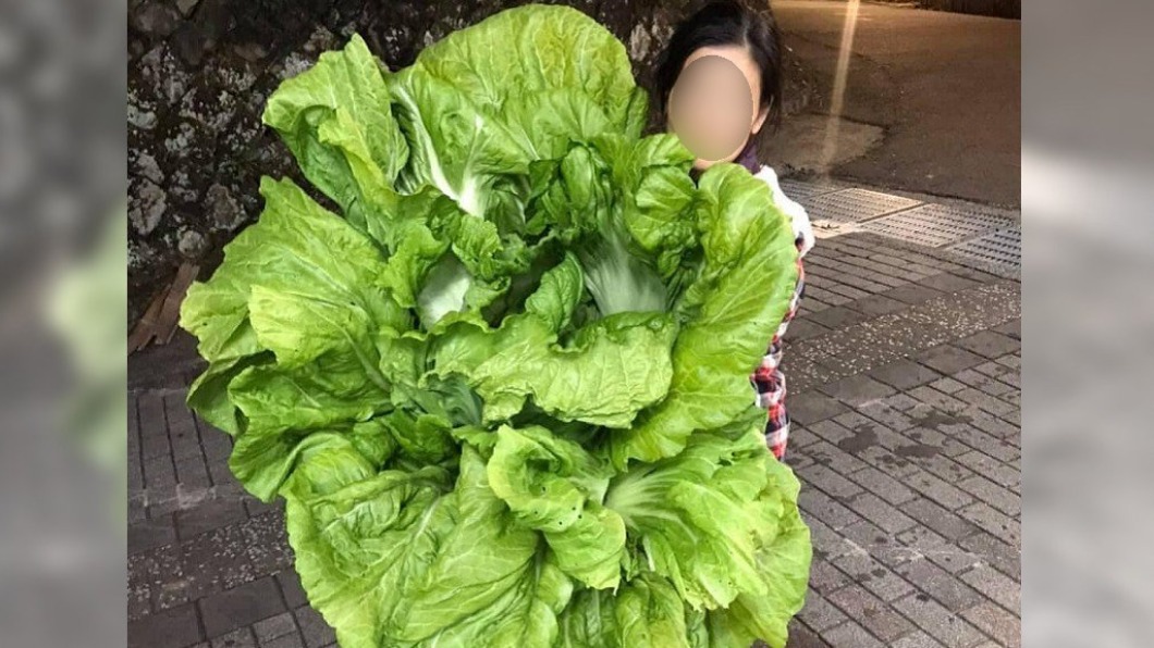 比人還大!雲林嬤種巨型長年菜 網看傻:可報世界紀錄